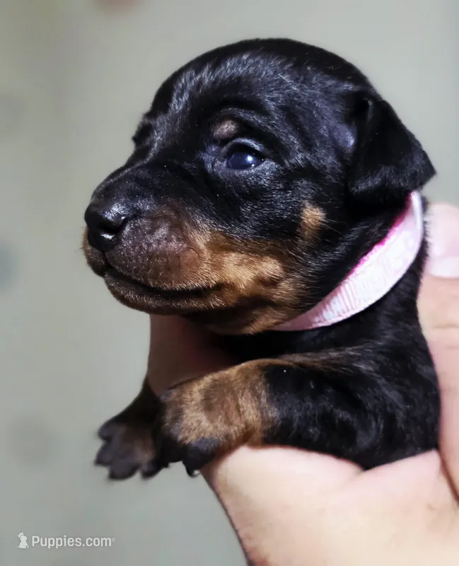 Pink – Miniature Pinscher puppy for sale in Hollywood, FL