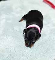 Pink, a female Miniature Pinscher for sale in Hollywood, FL – Photo 3 of 6