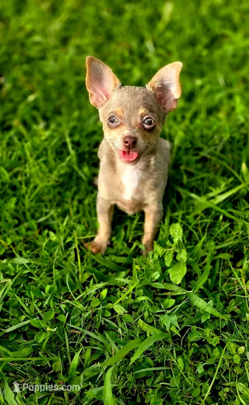 Simba – Chihuahua puppy for sale in Hollywood, FL