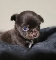 Bella, a female Chihuahua for sale in Hollywood, FL – 5 of 9