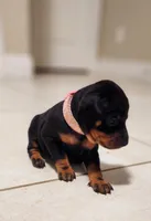 Cassie, a female Miniature Pinscher for sale in Hollywood, FL – Photo 4 of 6