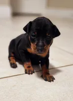 Cassie, a female Miniature Pinscher for sale in Hollywood, FL – Photo 1 of 6