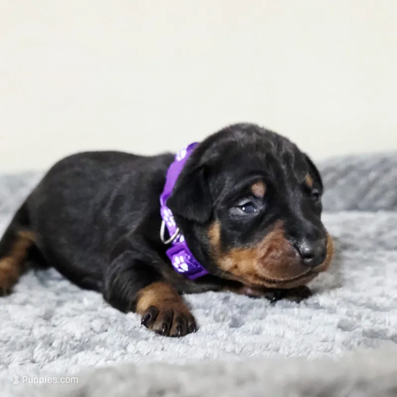 Purple – Miniature Pinscher puppy for sale in Hollywood, FL