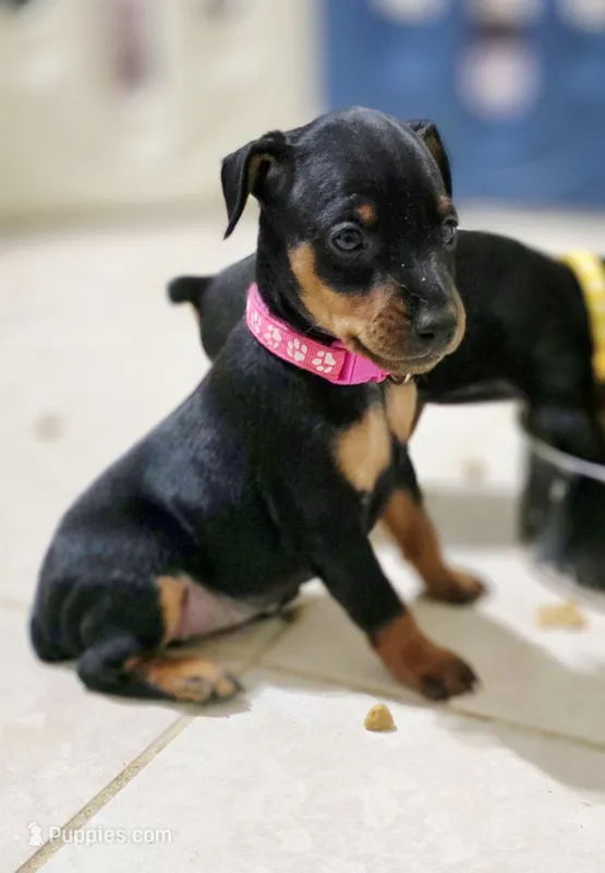 Fuscia – Miniature Pinscher puppy for sale in Hollywood, FL