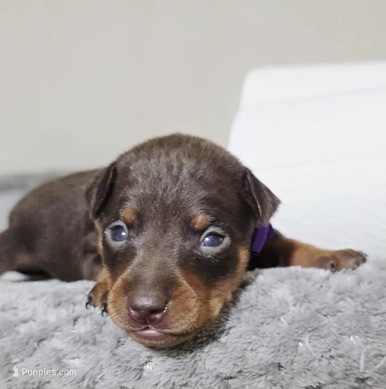 Purple – Miniature Pinscher puppy on hold in Hollywood, FL