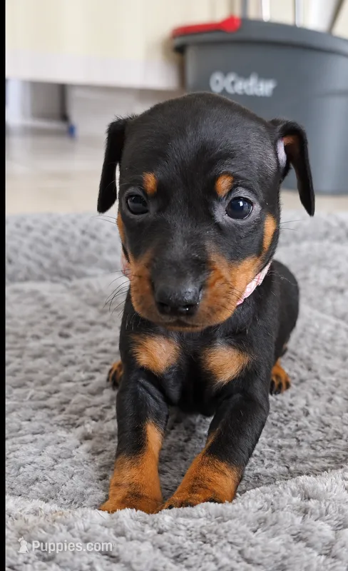 Pink – Miniature Pinscher puppy for sale in Hollywood, FL