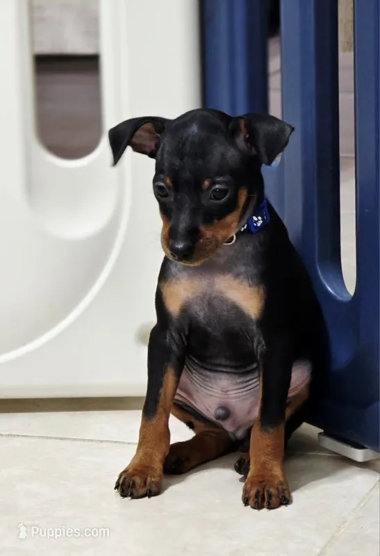 Blue – Miniature Pinscher puppy for sale in Hollywood, FL
