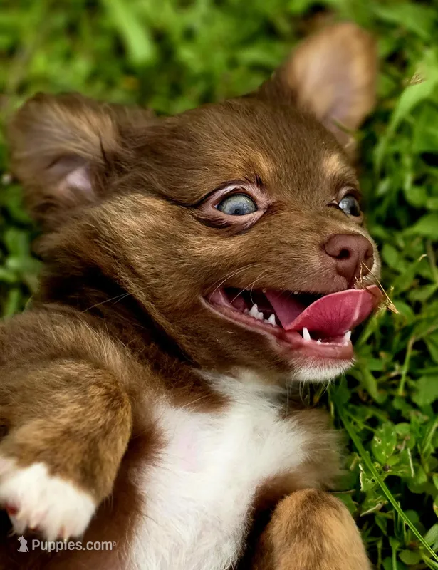 Thor – Chihuahua puppy for sale in Hollywood, FL