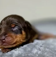 Purple, a female Miniature Pinscher for sale in Hollywood, FL – 3 of 5