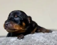 Sage, a female Miniature Pinscher for sale in Hollywood, FL – 2 of 5