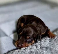 Purple, a female Miniature Pinscher for sale in Hollywood, FL – 1 of 5