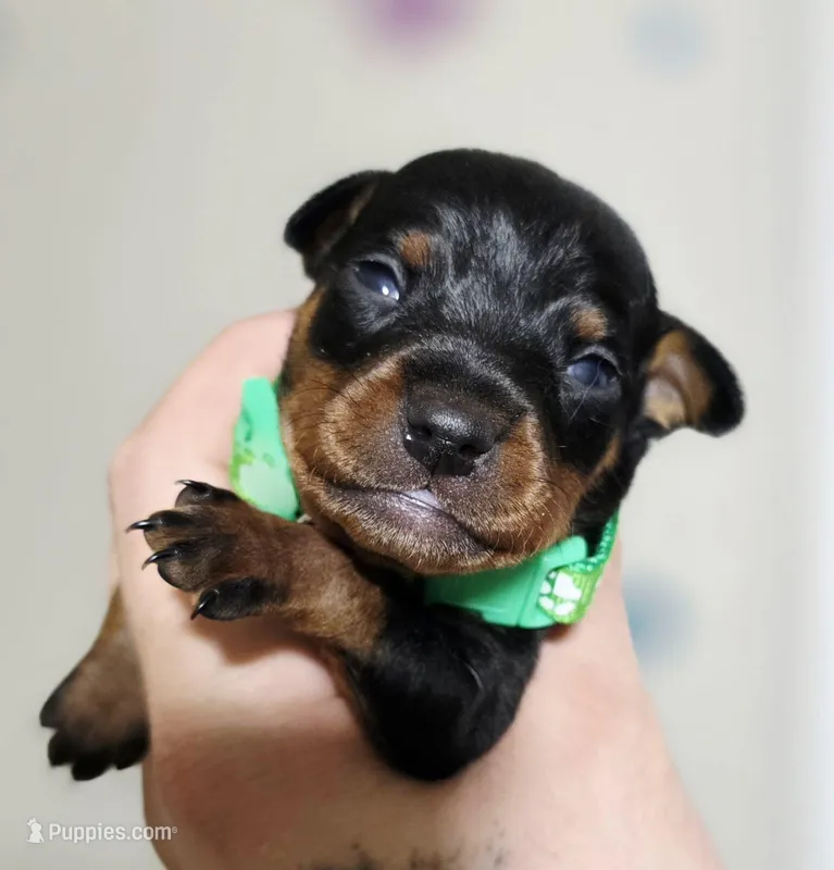 Green – Miniature Pinscher puppy for sale in Hollywood, FL