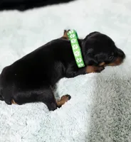 Green, a male Miniature Pinscher for sale in Hollywood, FL – Photo 4 of 6