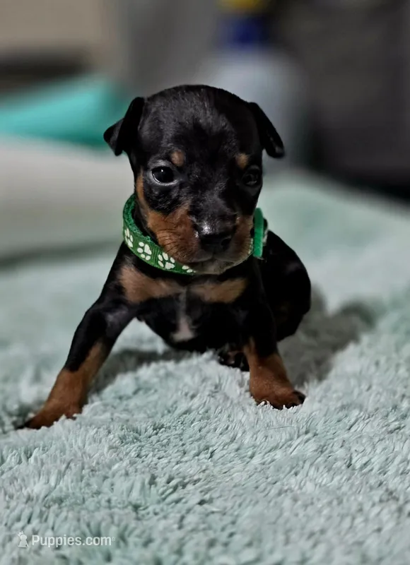Green – Miniature Pinscher puppy for sale in Hollywood, FL