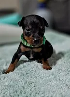Green, a male Miniature Pinscher for sale in Hollywood, FL – 3 of 9