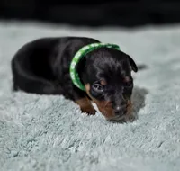 Green, a male Miniature Pinscher for sale in Hollywood, FL – Photo 3 of 6