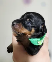 Green, a male Miniature Pinscher for sale in Hollywood, FL – Photo 2 of 6