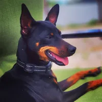 Green, a male Miniature Pinscher for sale in Hollywood, FL – Photo 5 of 6