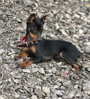 Ragnar, a male Miniature Pinscher for sale in Hollywood, FL – Photo 3 of 5