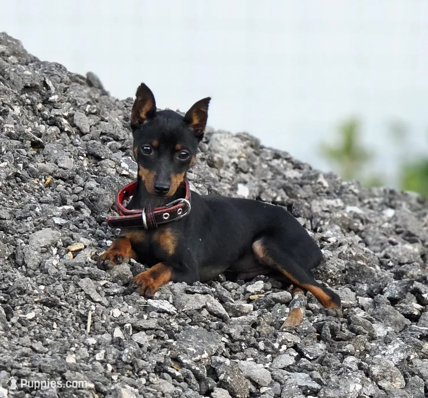 Ragnar, a male Miniature Pinscher for sale in Hollywood, FL – Photo 2 of 5