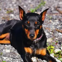 Ragnar, a male Miniature Pinscher for sale in Hollywood, FL – Photo 4 of 5