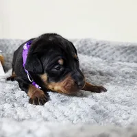 Purple, a female Miniature Pinscher for sale in Hollywood, FL – 2 of 5