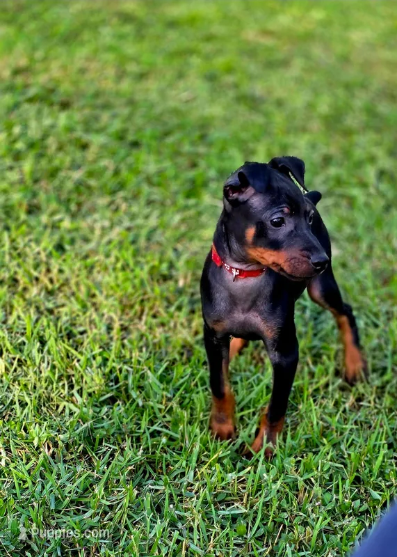 Red – Miniature Pinscher puppy for sale in Hollywood, FL