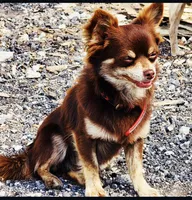 Bella, a female Chihuahua for sale in Hollywood, FL – 9 of 9