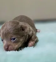 Simba, a male Chihuahua for sale in Hollywood, FL – 1 of 4