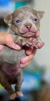 Simba, a male Chihuahua for sale in Hollywood, FL – 2 of 4