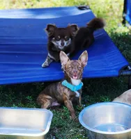 Simba, a male Chihuahua for sale in Hollywood, FL – 4 of 4