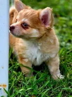 Zoro, a male Chihuahua for sale in Hollywood, FL – 4 of 10