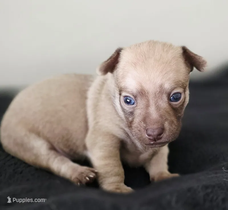 Loki – Chihuahua puppy for sale in Hollywood, FL