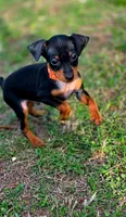 Orange, a male Miniature Pinscher for sale in Hollywood, FL – Photo 4 of 10