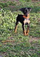 Orange, a male Miniature Pinscher for sale in Hollywood, FL – Photo 2 of 10