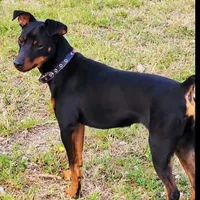 Orange, a male Miniature Pinscher for sale in Hollywood, FL – Photo 9 of 10