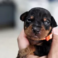 Orange, a male Miniature Pinscher for sale in Hollywood, FL – Photo 8 of 10