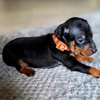 Orange, a male Miniature Pinscher for sale in Hollywood, FL – Photo 7 of 10