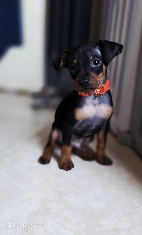 Orange – Miniature Pinscher puppy for sale in Hollywood, FL