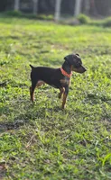 Orange, a male Miniature Pinscher for sale in Hollywood, FL – Photo 3 of 10