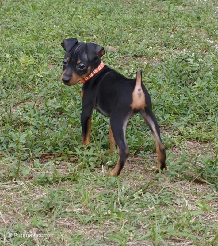 Orange – Miniature Pinscher puppy for sale in Hollywood, FL
