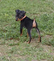 Orange, a male Miniature Pinscher for sale in Hollywood, FL – Photo 1 of 10