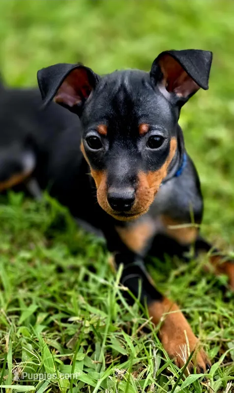 Blue – Miniature Pinscher puppy for sale in Hollywood, FL
