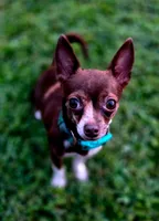 Bella, a female Chihuahua for sale in Hollywood, FL – 8 of 9