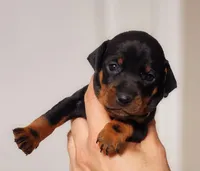 Coby, a male Miniature Pinscher for sale in Hollywood, FL – Photo 1 of 6