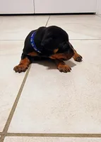 Coby, a male Miniature Pinscher for sale in Hollywood, FL – Photo 2 of 6