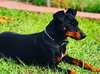 Coby, a male Miniature Pinscher for sale in Hollywood, FL – Photo 5 of 6