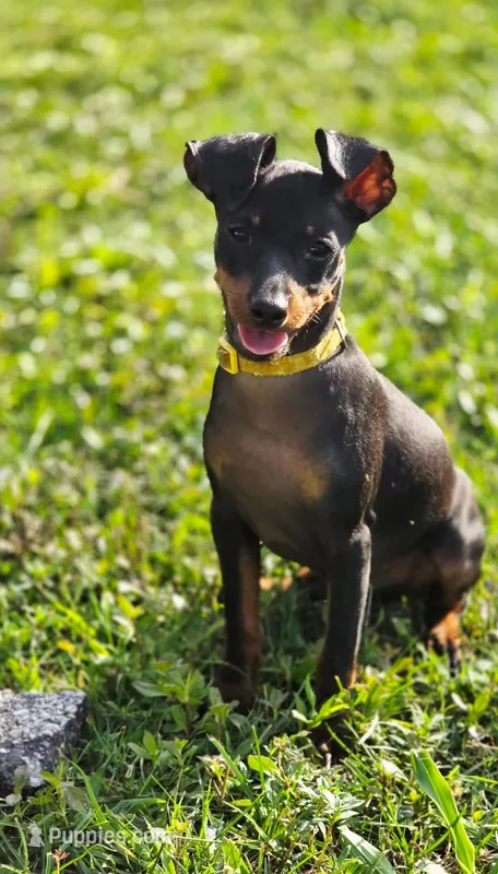 Yellow – Miniature Pinscher puppy for sale in Hollywood, FL