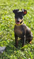 Yellow, a male Miniature Pinscher for sale in Hollywood, FL – 2 of 10