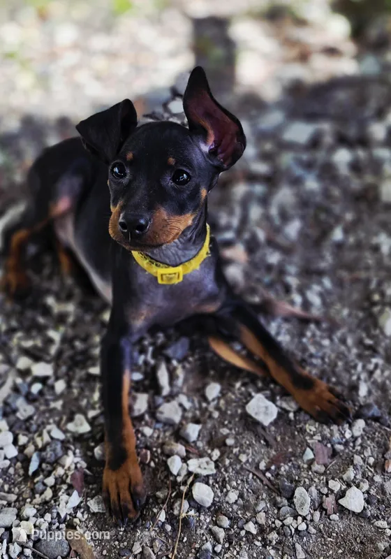 Yellow – Miniature Pinscher puppy for sale in Hollywood, FL